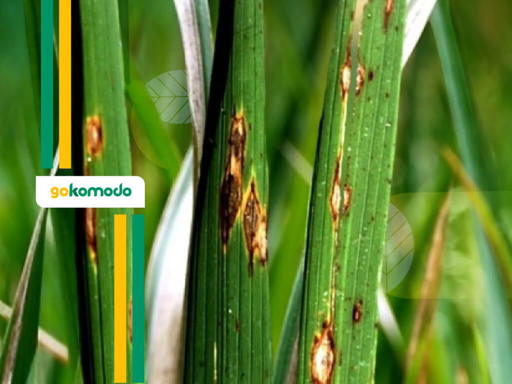 Penyakit Blas pada Padi