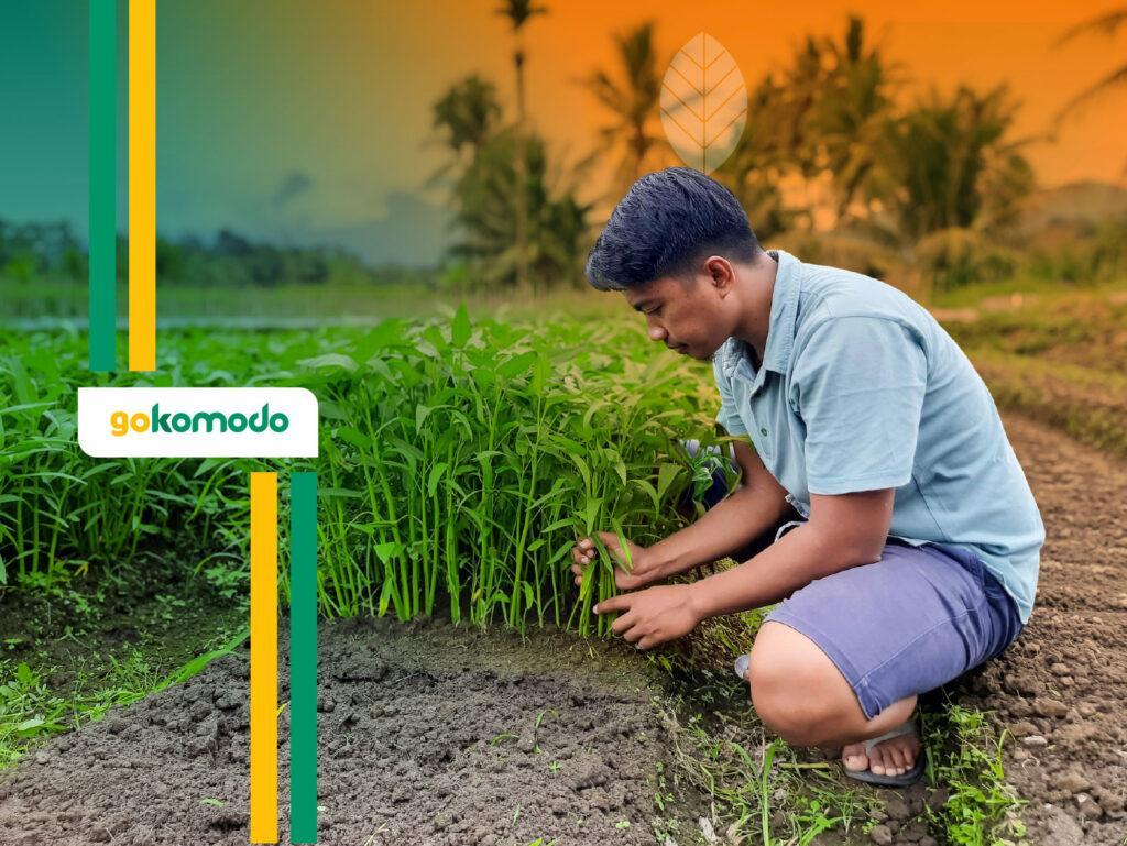 Cara Menanam Kangkung