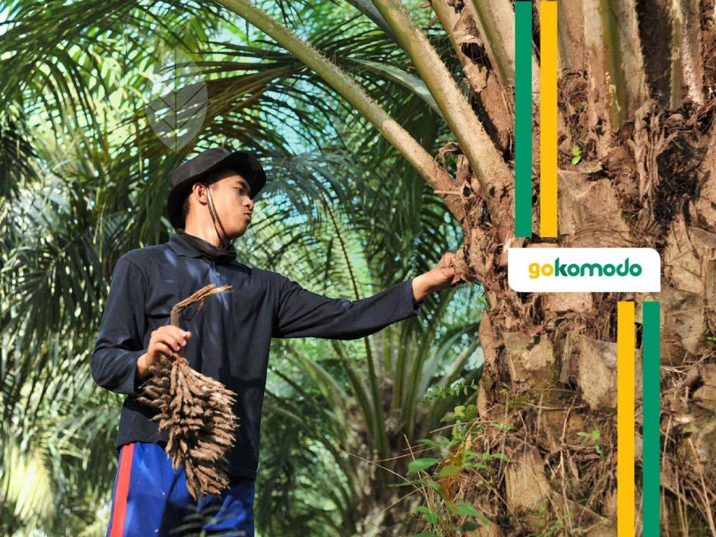 Budidaya agroforestri