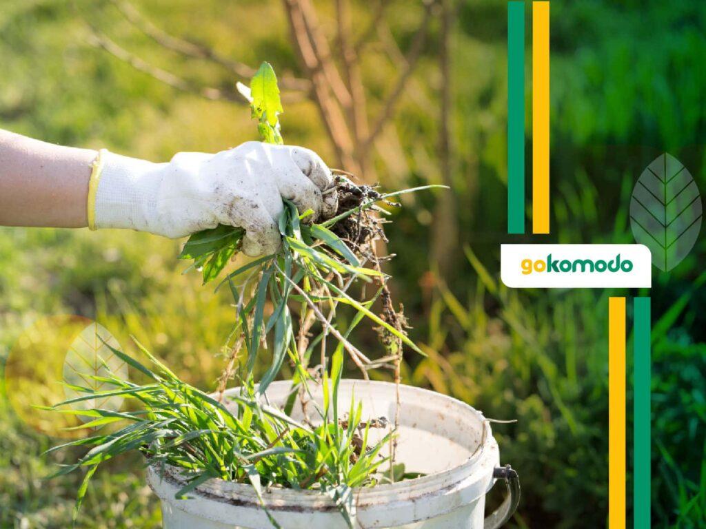 Pembasmi rumput sampai akar paling ampuh