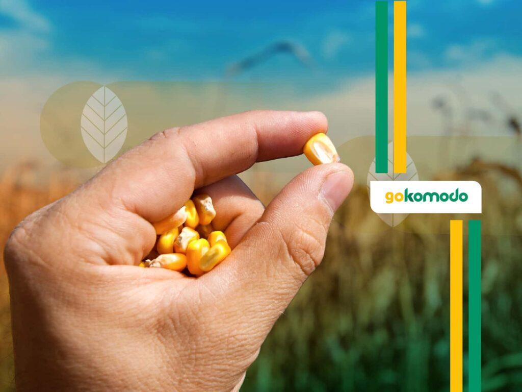 Bibit jagung berkualitas