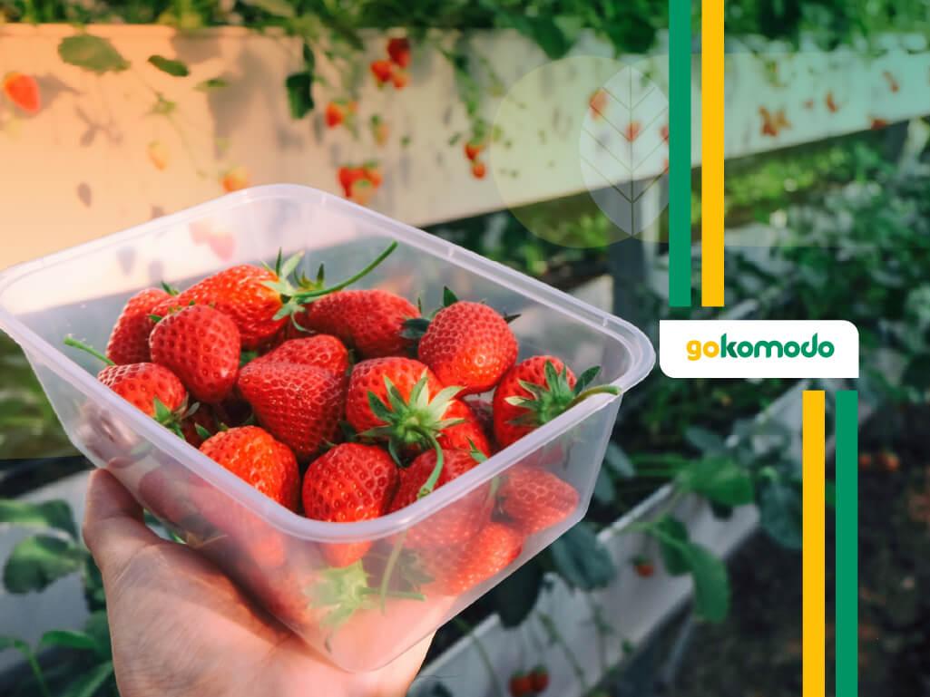 Cara Budidaya Strawberry