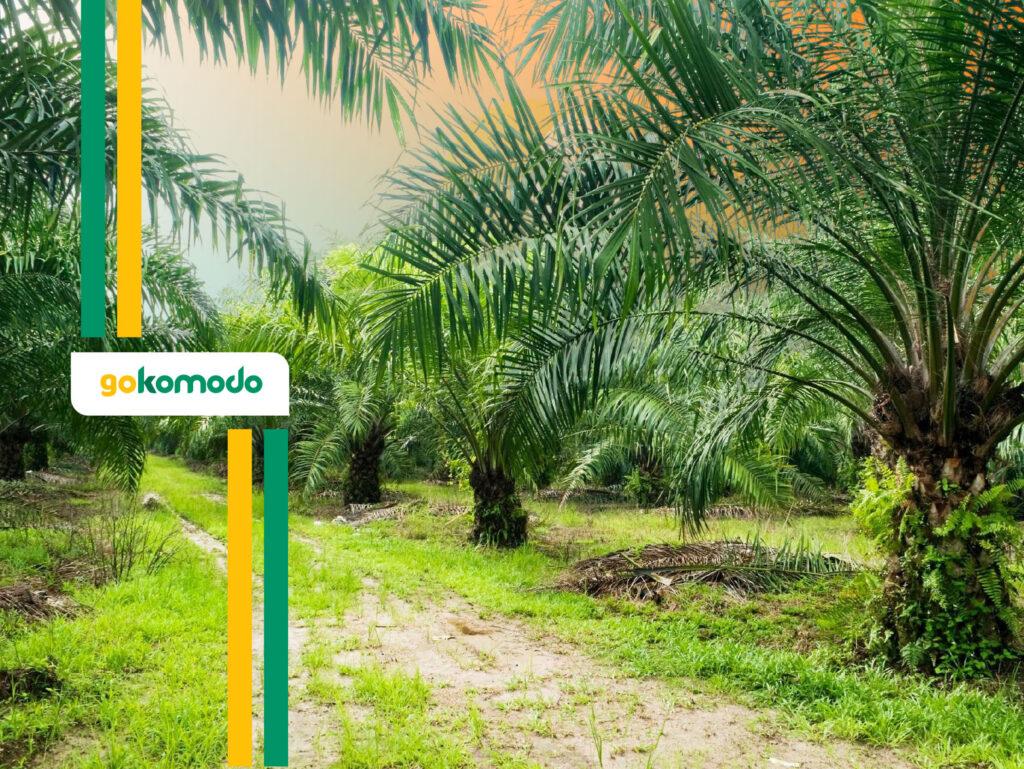 Pembibitan Kelapa Sawit