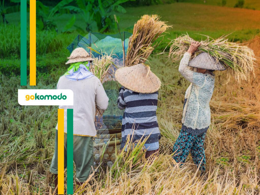 Budidaya Padi Modern