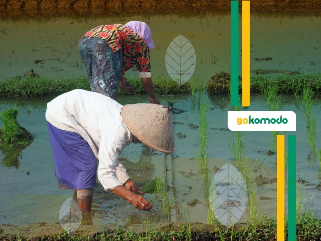 Nutrisi Tambahan Untuk Padi