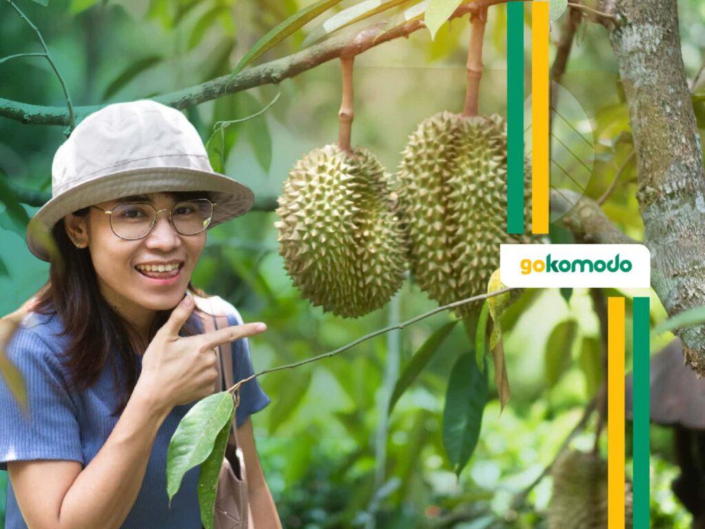 Cara Budidaya Durian