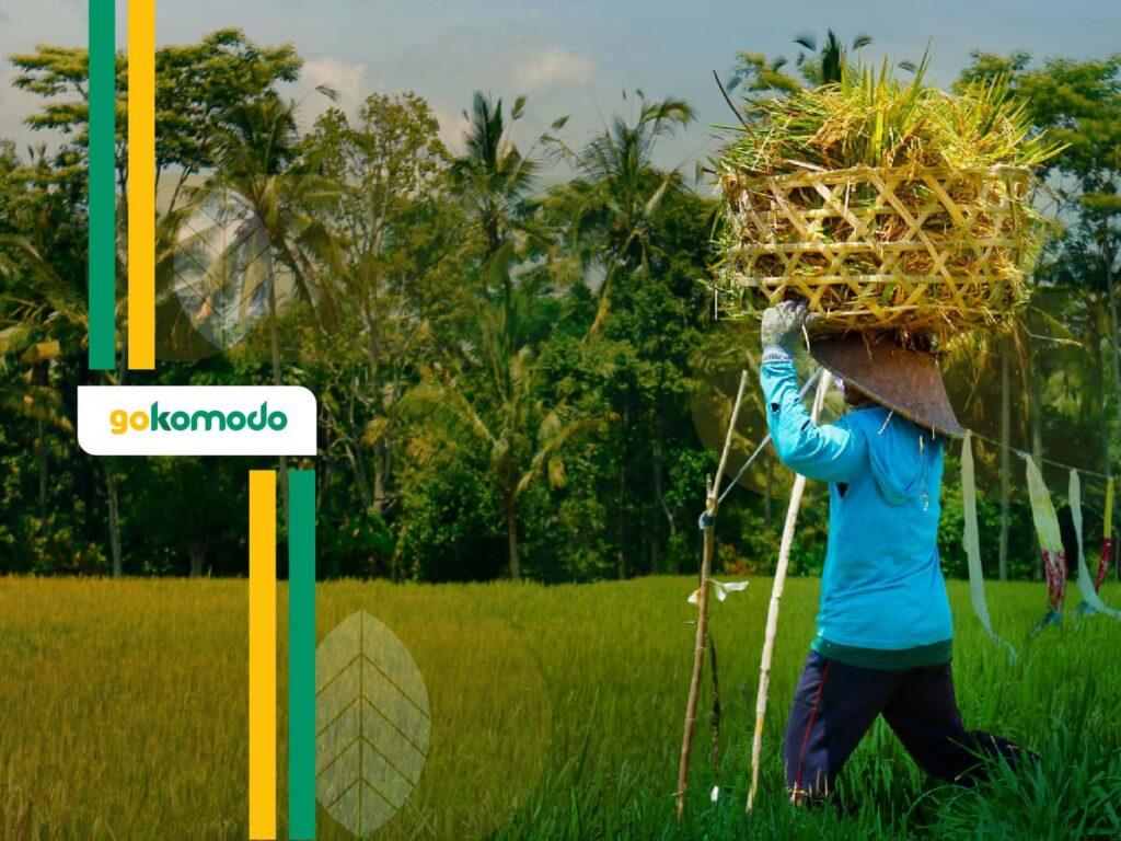 Varietas Unggul Padi