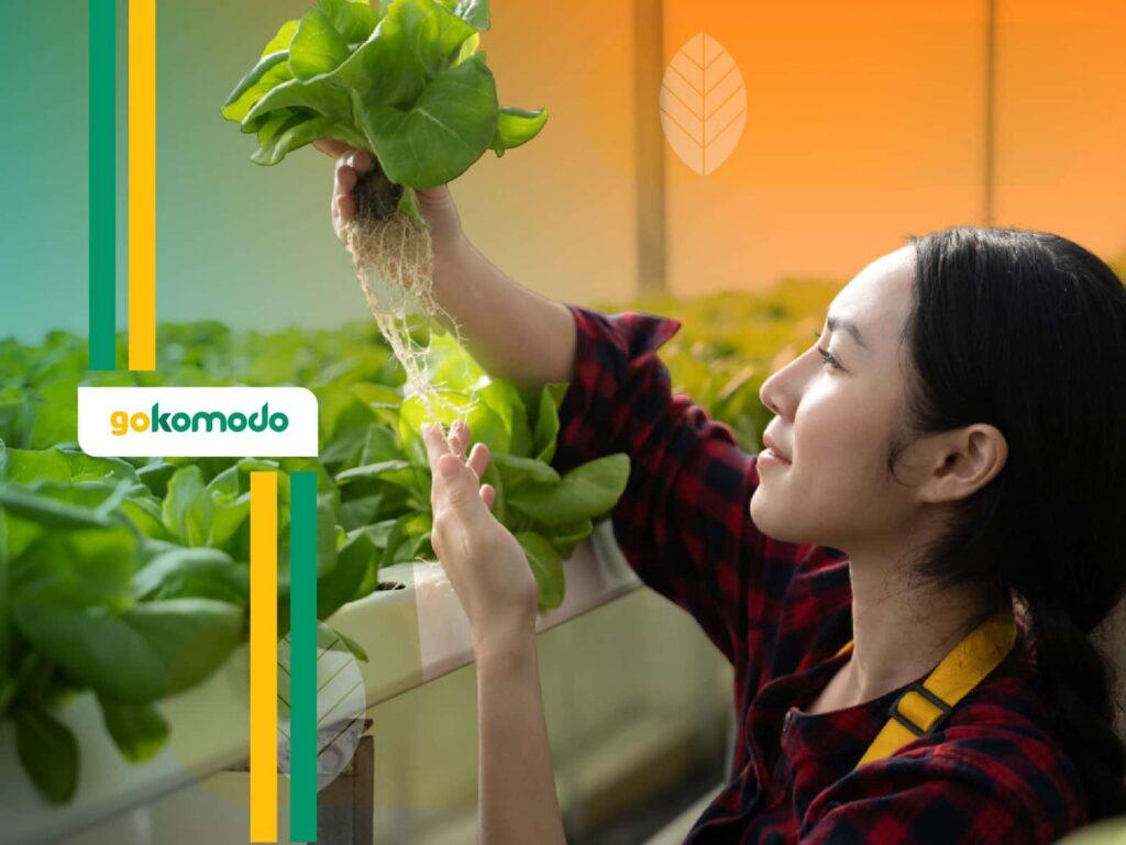 Kelebihan dan Kekurangan Hidroponik