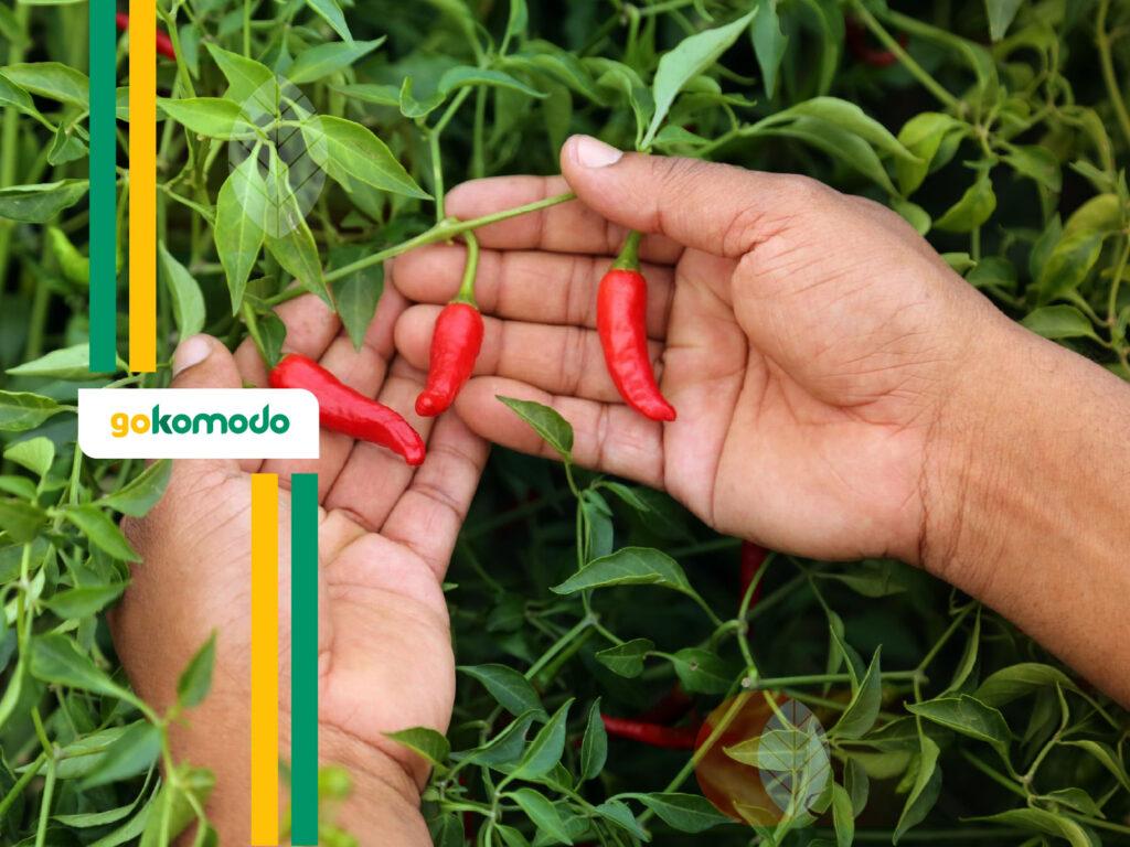 Obat Semprot Cabe