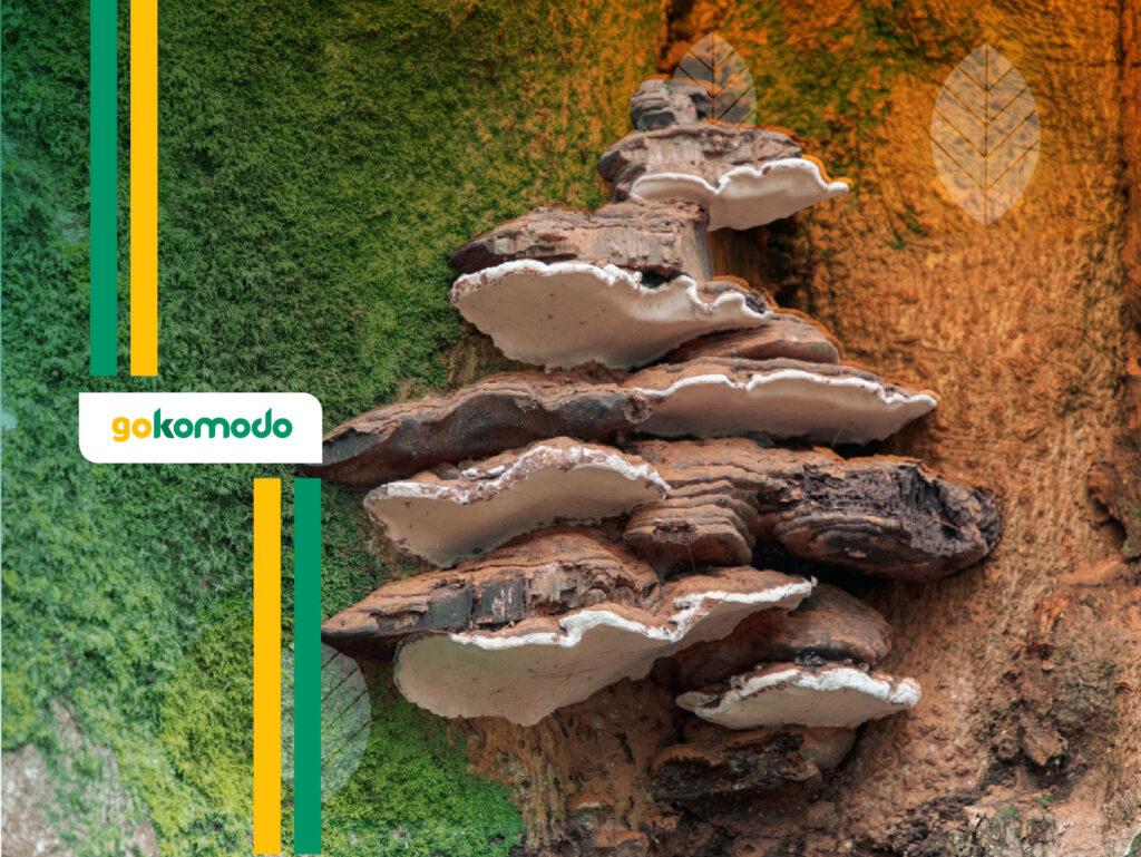 Jamur Ganoderma