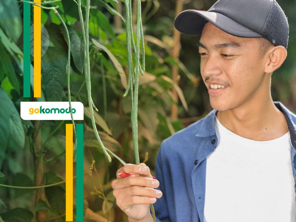 Cara Tanam Kacang Panjang