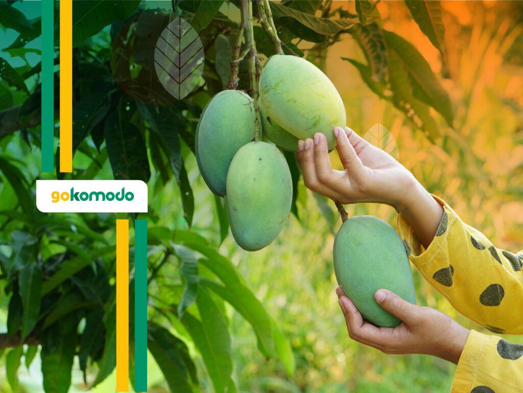 Hama Pohon Mangga