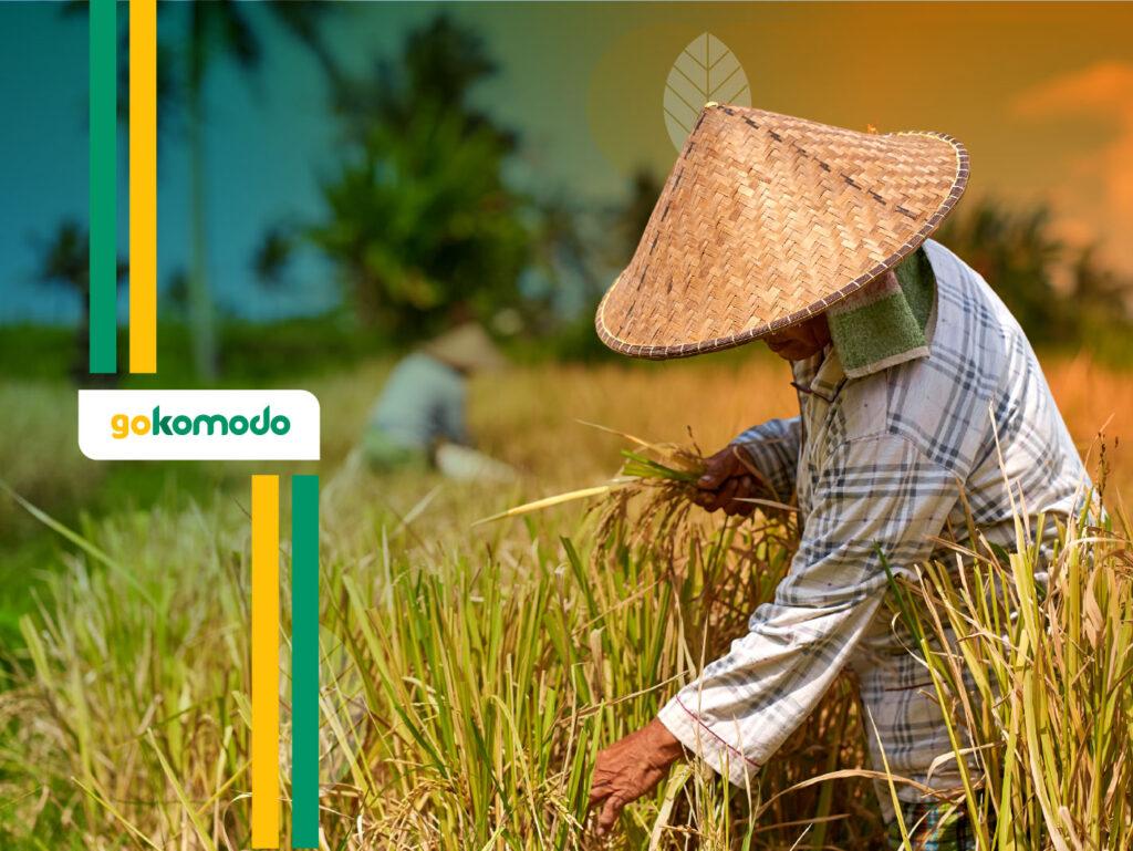 Cara Mengatasi Wereng Pada Padi