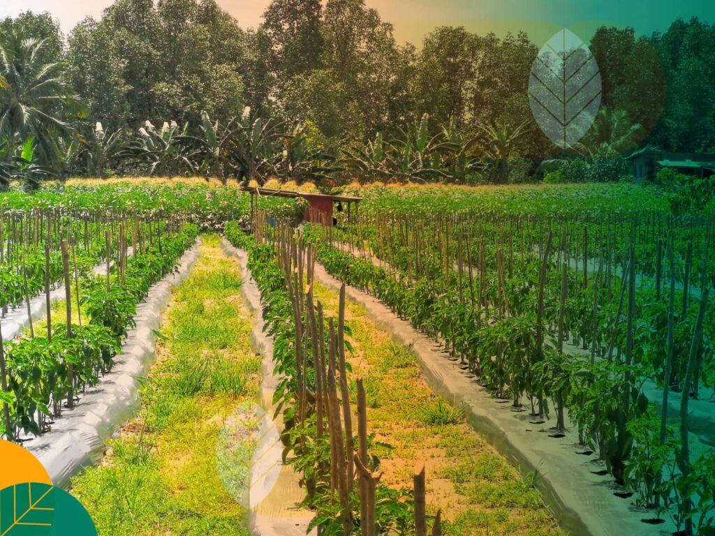 Sistem Fertigasi: Tingkatkan Produktivitas dan Efisiensi Tanaman ...