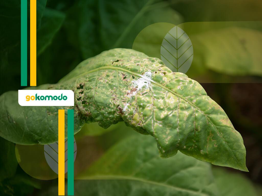Mengenal Tobacco Mosaic Virus (TMV) dan Upaya Pencegahannya | Gokomodo